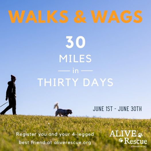 Hey #Chicago! .@aliverescue 2nd Annual Walks & Wags #pets #charity #fundraiser 

#June2024 

#AdoptDontShop #AdoptDontBuy #adoptaseniorpet #AdoptAShelterPet #AdoptAShelterDog #AdoptAShelterCat #dogs #cats 

facebook.com/events/7243143…

facebook.com/AliveRescue/po…