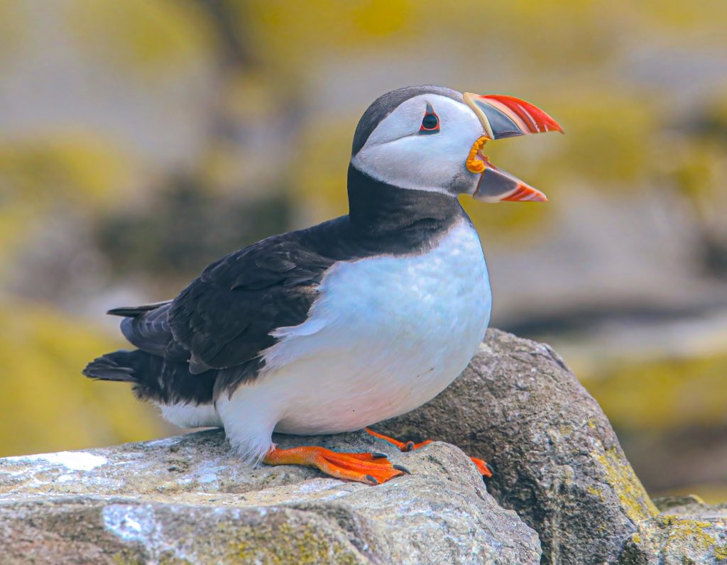 Tonight’s thread, unusual beaks I’m going to start with this Northern Puffin