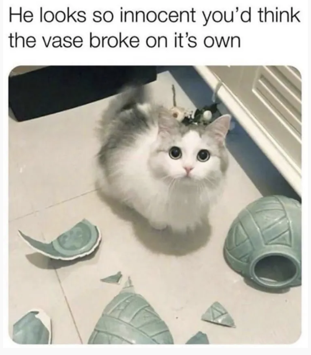 vase_base's tweet photo. @ferbsol $VASE on #Base is as legit as a cat’s obsession with knocking over actual vases #justSaying https://t.co/W4SDb14hhj