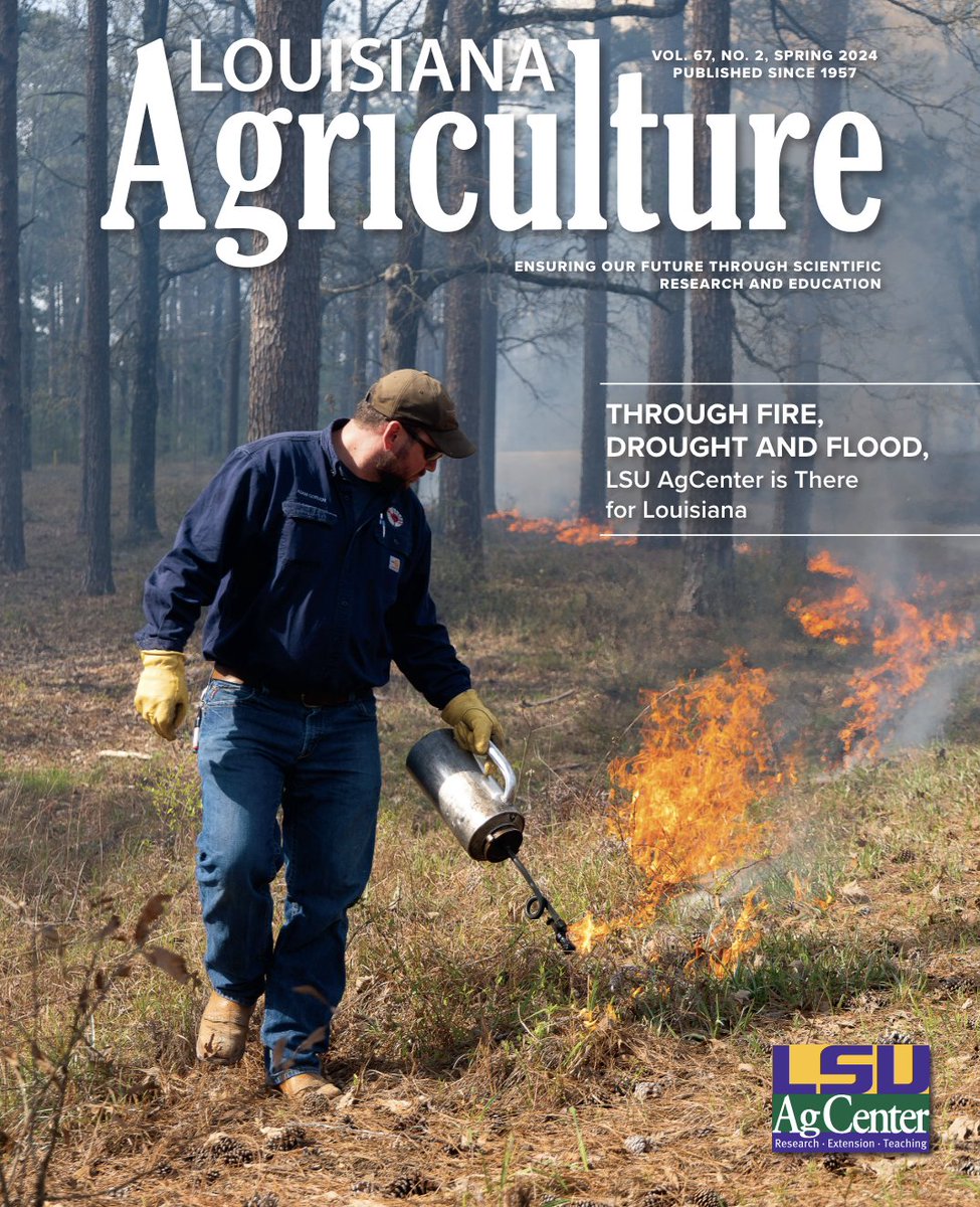 This issue of Louisiana Agriculture details the ways AgCenter researchers and agents assist producers in difficult times and how they are safeguarding the agricultural sector for the future. Read the magazine: tinyurl.com/LAAgSpring24