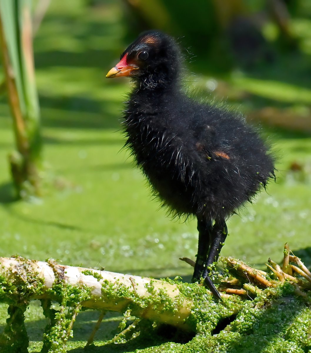 Baby Moorhen looking 'big'! 😁😍 Good morning! 😀🐦