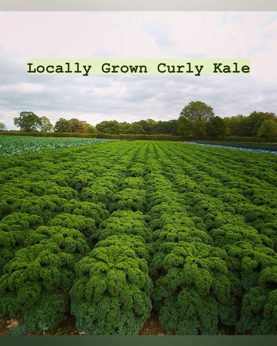 Curly Kale: We think that this nutritionally rich brassica has often been forgotten, luckily it’s now risen to culinary fame again! Its versatility has made it a favourite in stir fries, salads, smoothies, and even as crunchy crisps! 🥗🥤 #CurlyKale #HealthyEating #LocallyGrown