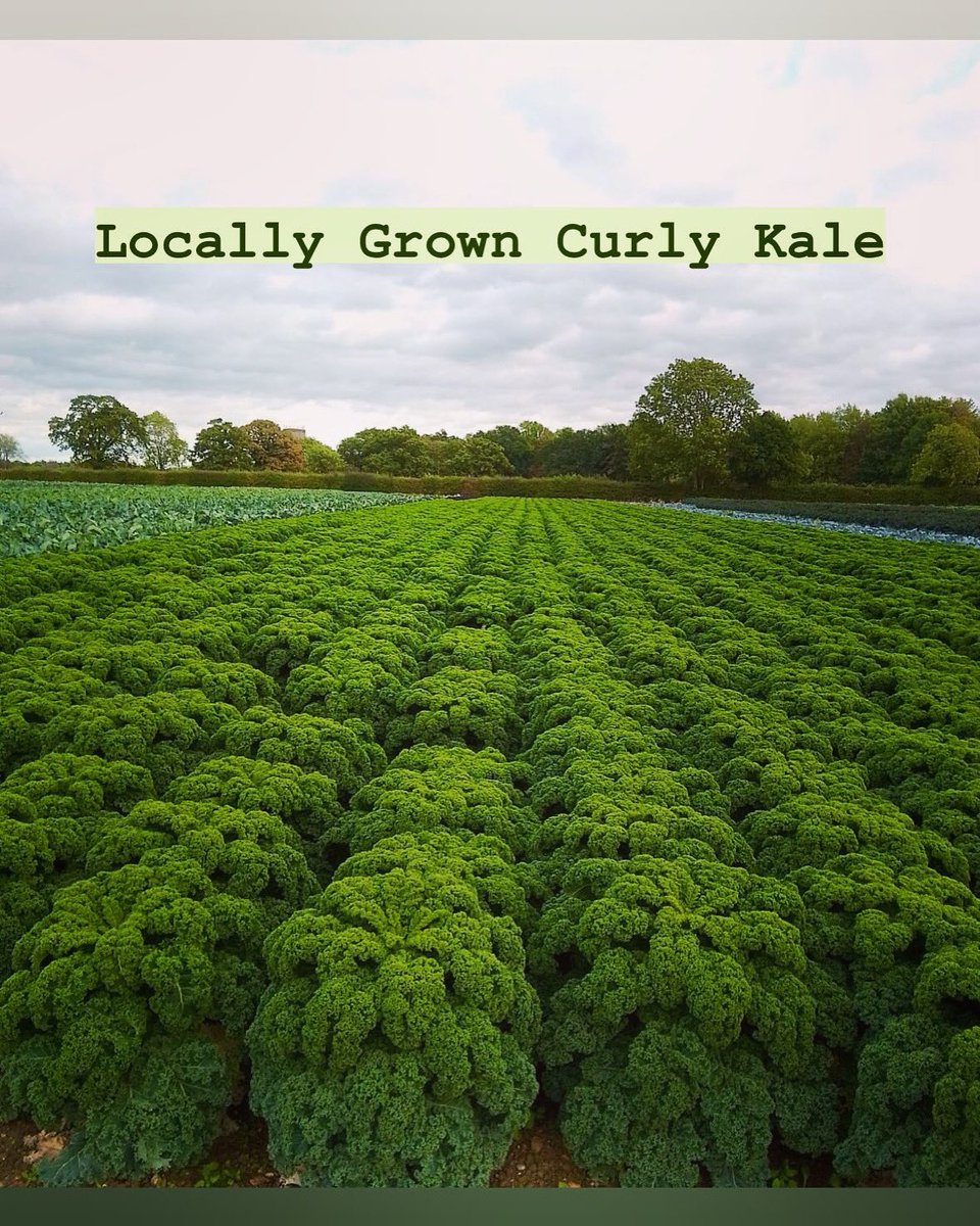 Curly Kale: We think that this nutritionally rich brassica has often been forgotten, luckily it’s now risen to culinary fame again!  Its versatility has made it a favourite in stir fries, salads, smoothies, and even as crunchy crisps! 🥗🥤 #CurlyKale #HealthyEating #LocallyGrown