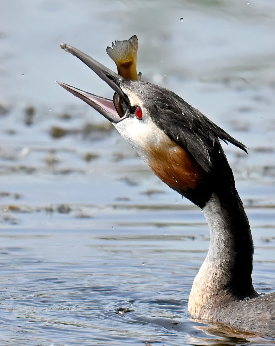 Bye bye Mr Fish! 😮 Great Crested Grebe swallowing its catch at RSPB Ham Wall in Somerset last weekend. 🐦