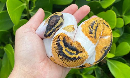 Do pet #snakes bond with owners?bit.ly/3yrNiny #BallPython #BabyBallPython #BallPythonMorph #PythonRegius #RoyalPython #Snake #SnakeLife #Pets #Reptiles  #ReptileLover