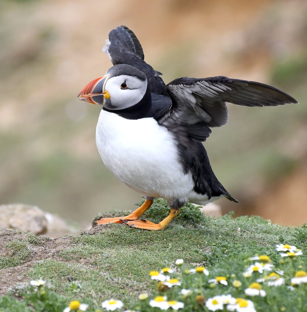 I'll be going to Skomer Island to see the Puffins again next month! 😀😍😀 Can't wait.... who's looking forward to seeing more Puffins on their feed? 😊🐦