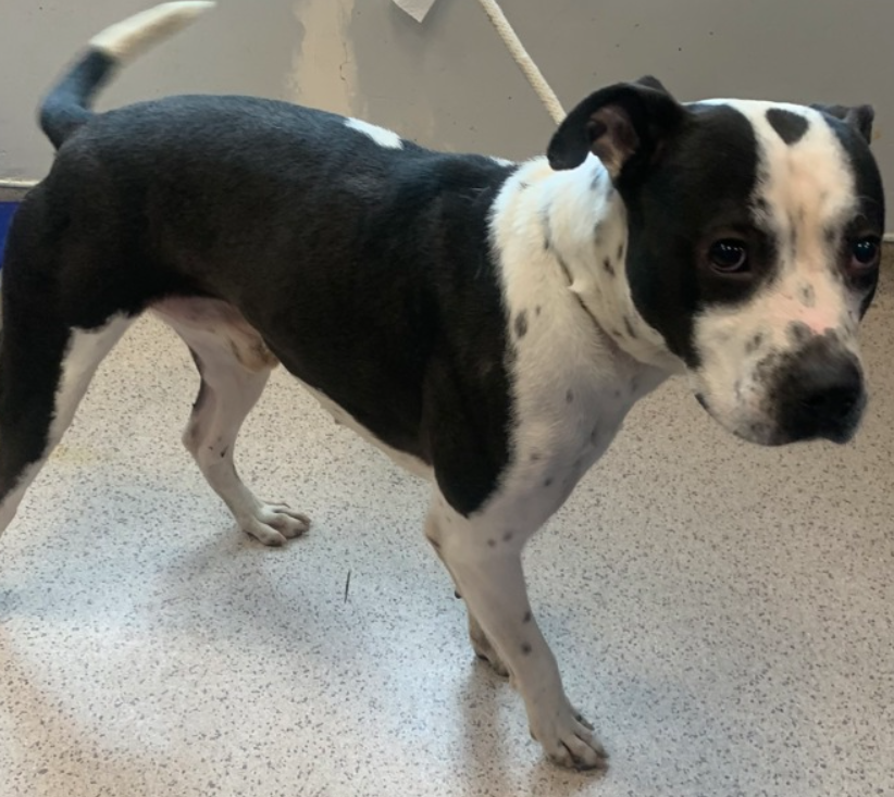 Valley💔🎯
Kill listed for 5/30 #NYCACC 

1 intake photo, nothing since 4/17🖕
Brought in by police w/ a pronounced limp RH 
Prognosis: Fair 
🚑Partial tear in left stifle, swelling right side
Fearful, no shit🙄
Does well on walks, hates the pop-up crate 
#Pledge & 🙏 4 a #Foster