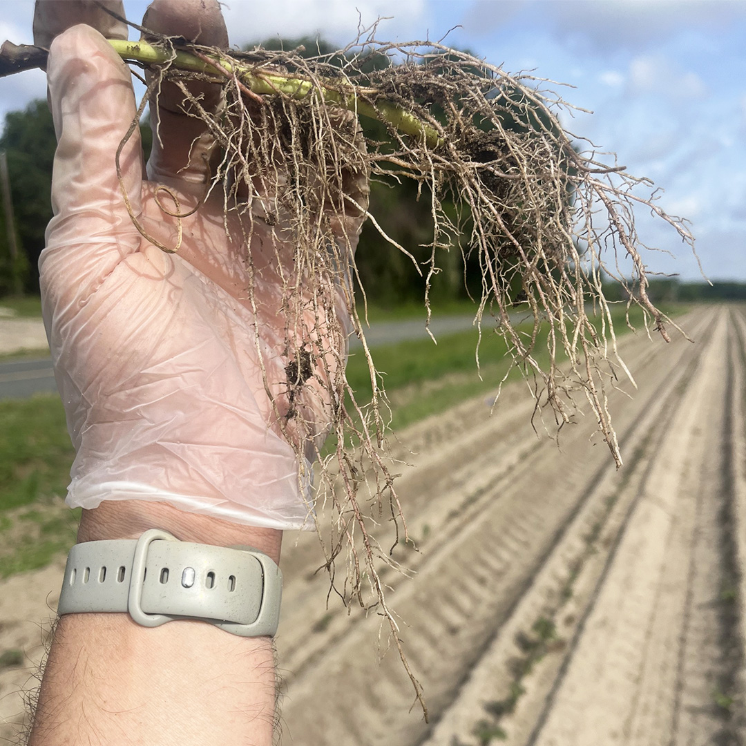 Strong plants aren't just strong above the ground🔍! These #sweetpotatoes received 1.5 qts/ac of FERTIACTYL GZ and three weeks later are set to reach way more nutrients in the soil. 💪​

#AgTwitter #WeGrowRoots