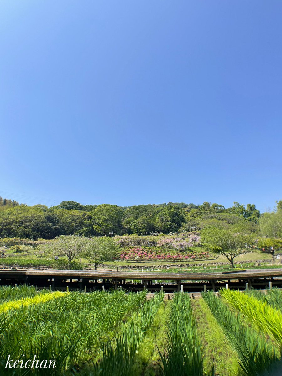 横須賀しょうぶ園　藤の花26  ラストです

6月頃には写真手前のしょうぶが満開になります