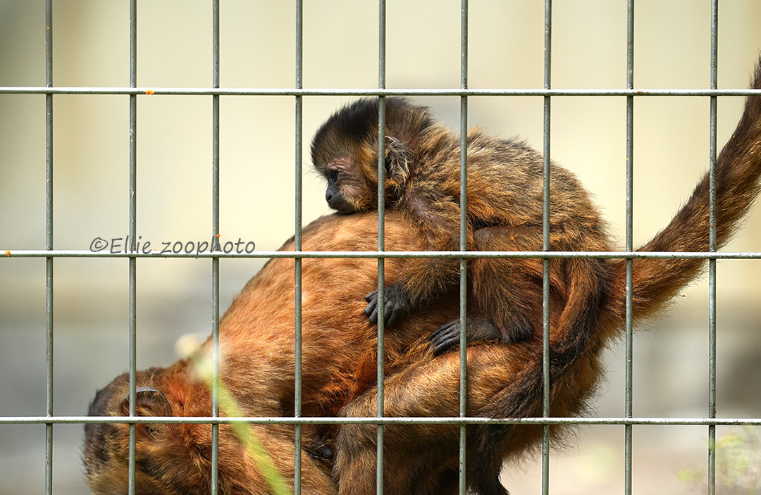 サルのアパートの赤ちゃんたち
それぞれ同じ個体です

#アビシニアコロブス #オレオ #フサオマキザル #浜松市動物園