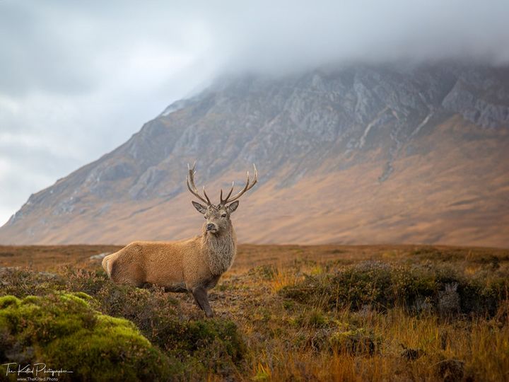 Standing proud!
Great 📷: @TheKiltedPhoto
#Scotland #Stag #MajesticStag #VisitScotland #TheKiltedPhoto #GlenCoe #ScottishBanner #ScottishHighlands #ScotlandIsCalling #LoveScotland