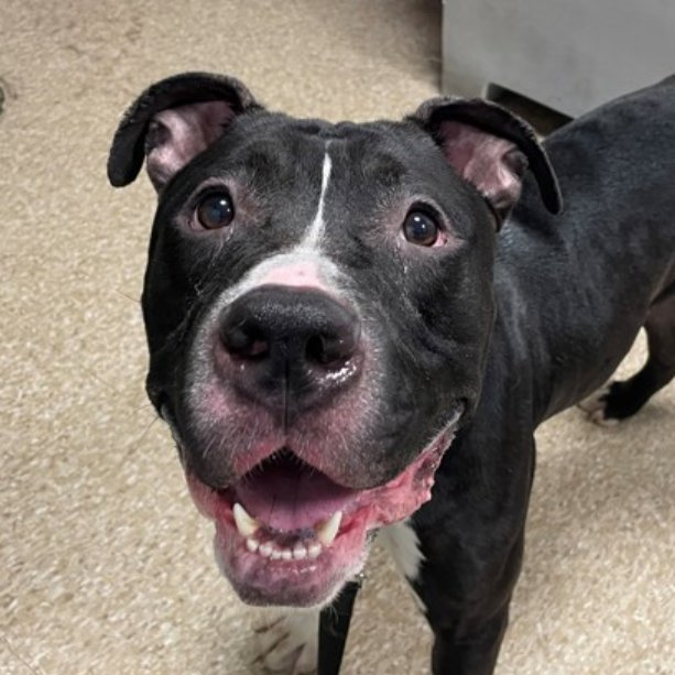 🐾5-y/o Hubba Bubba found tied w/ up another dog & brought in by police. Earned best possible behavior rating. Good on a leash, neutral w/ strangers & dogs. Cute, waggy, treat-motivated & ok for kids 5+. Available to foster or adopt. Needs offer by *5/30* nycacc.app/#/browse/200397