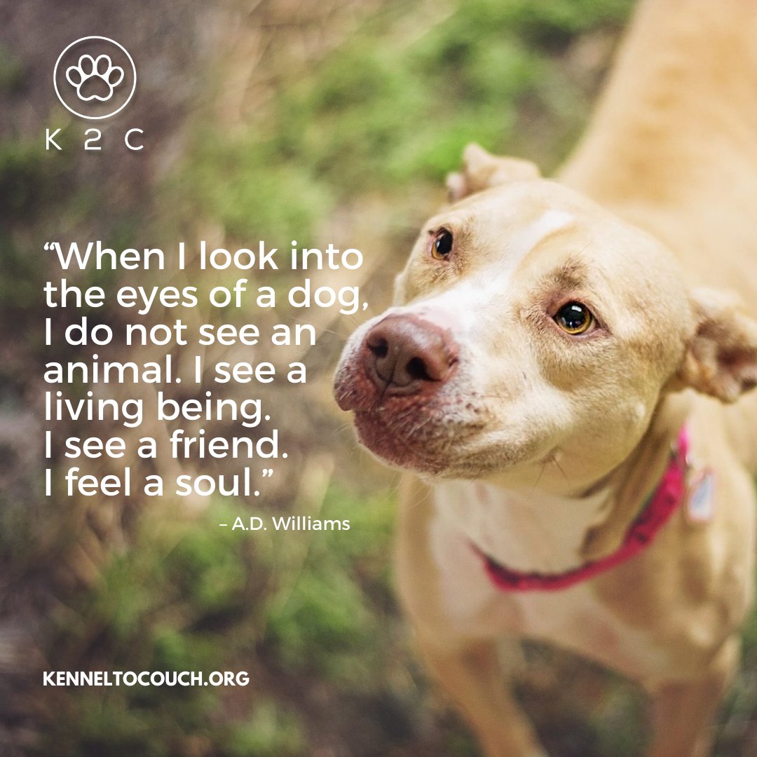 Open your heart to an at-risk pit bull and experience a love like never before. ❤️ Visit kenneltocouch.org/?utm_campaign=… to adopt or support a pit bull in need today. 

#KennelToCouch #PitBullRescue #AdoptDontShop #doglover #doglife #dogrescue #pitbulllivesmatter #rescuedog #rescueadog