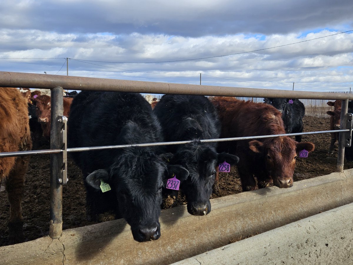 Strike underway at Cargill beef plant in Guelph #cdnag #ontag #westcdnag ow.ly/ASW550RYXYc