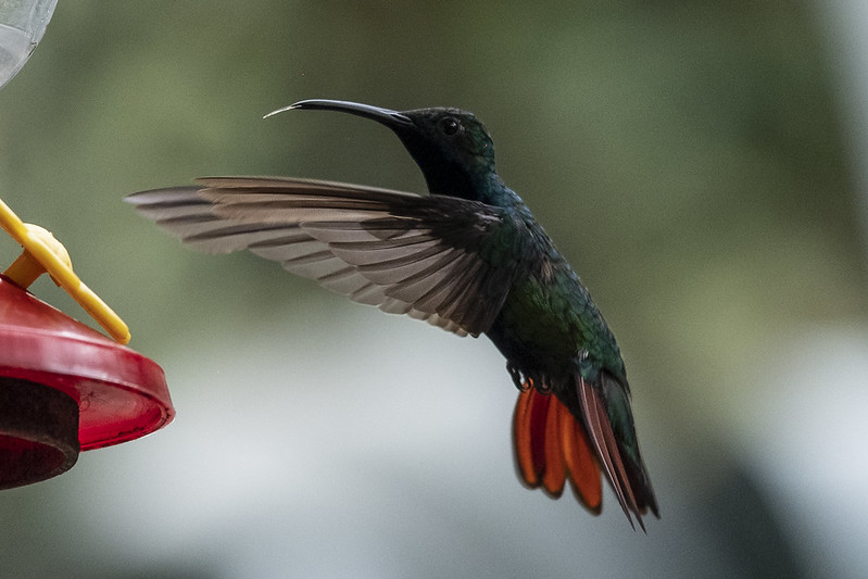 😍Colombia es el país de las aves🦜 #COP16Colombia
Tenemos reportadas más de 1800 especies de aves, de las cuales al menos 84 son endémicas. Hacer la #PazConLaNaturalezaEs protegerlas.