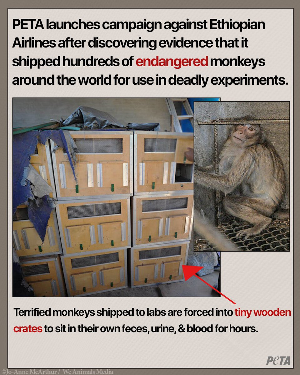 Government-owned @flyethiopian has been implicated in shipping monkeys illegally abducted from their forest homes.
 
If you fly Ethiopian Airlines, you may have a terrified monkey trapped beneath you.
 
Tell the airline to stop shipping monkeys! peta.vg/3w60