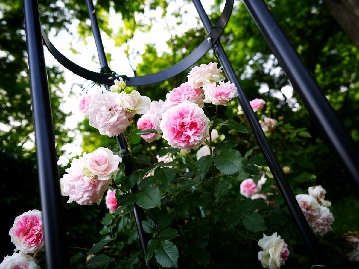 ＠相模原北公園／花木園

#TLを花でいっぱいにしよう #キリトリセカイ #花写真 #薔薇 #rose #flower #SnapShot #photo #photograghy #α7rv #a7rv #sony #SonyAlpha #ZEISS #BATIS #お写んぽ #公園 #相模原 ZEISS Batis 2/25