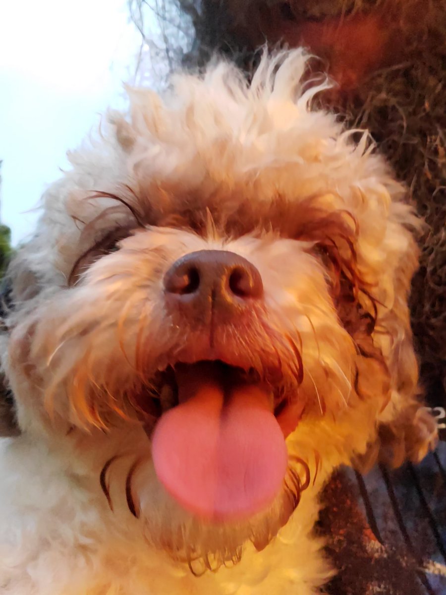 Is it too late for an tongue out Tuesday Pic? 🤔