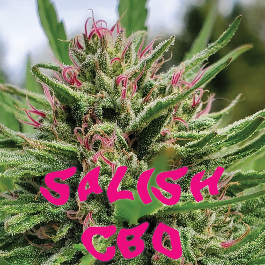 WeatherdIslands's tweet photo. You looking for something a little more chill?  Well our Craft CBD is just the thing, I like to call in Mom Weed as you can still get $h!t done!
Check out the Salish CBD

#CBD #MomWeed #DadWeed #Craft #Organic #SmallBatch #BCbud https://t.co/NMqxMJDNg0