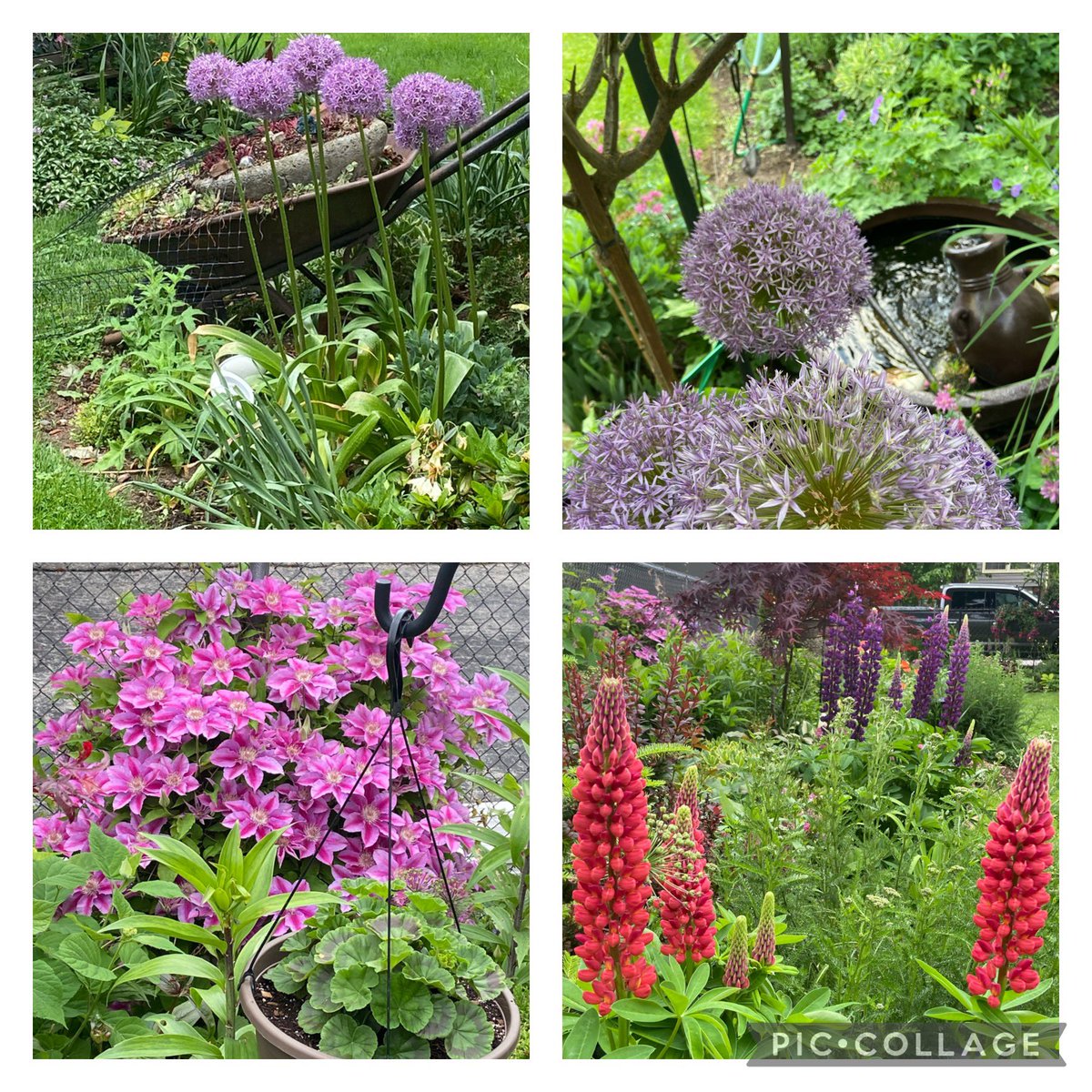 Lots of rain.  Everything looking lush