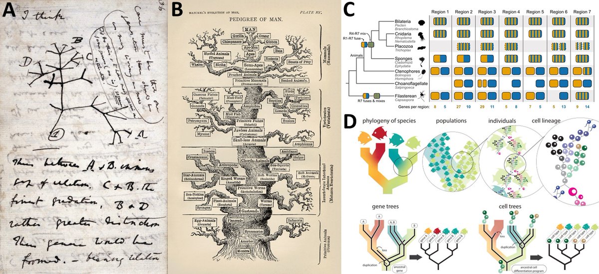 PLOS Biology (@plosbiology) on Twitter photo The #phylogenetic tree has been a core conceptual tool for #EvolutionaryBiology for nearly 200 years. <a href="/RoliRoberts/">Roli Roberts</a> explores the role of the tree as a metaphor, discussing two new #PLOSBiology Essays (by <a href="/jlsteenwyk/">🧬Jacob L Steenwyk</a> & <a href="/caseywdunn/">Casey Dunn</a>) that look to the future plos.io/3VjDSU8 The #phylogenetic tree has been a core conceptual tool for #EvolutionaryBiology for nearly 200 years. <a href="/RoliRoberts/">Roli Roberts</a> explores the role of the tree as a metaphor, discussing two new #PLOSBiology Essays (by <a href="/jlsteenwyk/">🧬Jacob L Steenwyk</a> & <a href="/caseywdunn/">Casey Dunn</a>) that look to the future plos.io/3VjDSU8