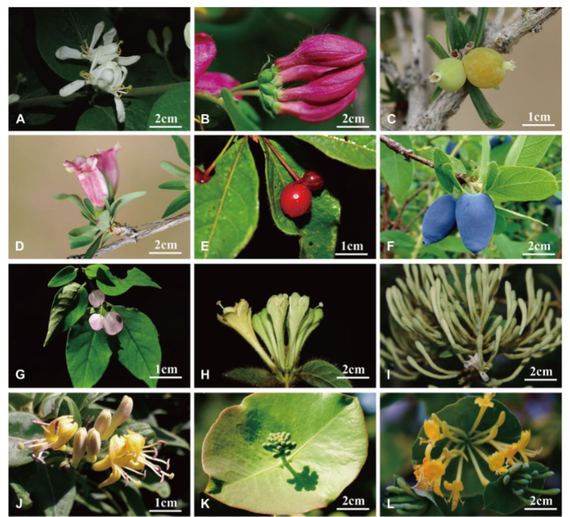 Featured on the cover of our May issue, Yang et al. use #nuclear ribosomal #DNA cistron data and plastid #phylogenomics to provide new insights into infrageneric relationships of #Lonicera (Caprifoliaceae).  
doi.org/10.1111/jse.13… @WileyEcolEvol @wileyplantsci #JSE #PlantSci