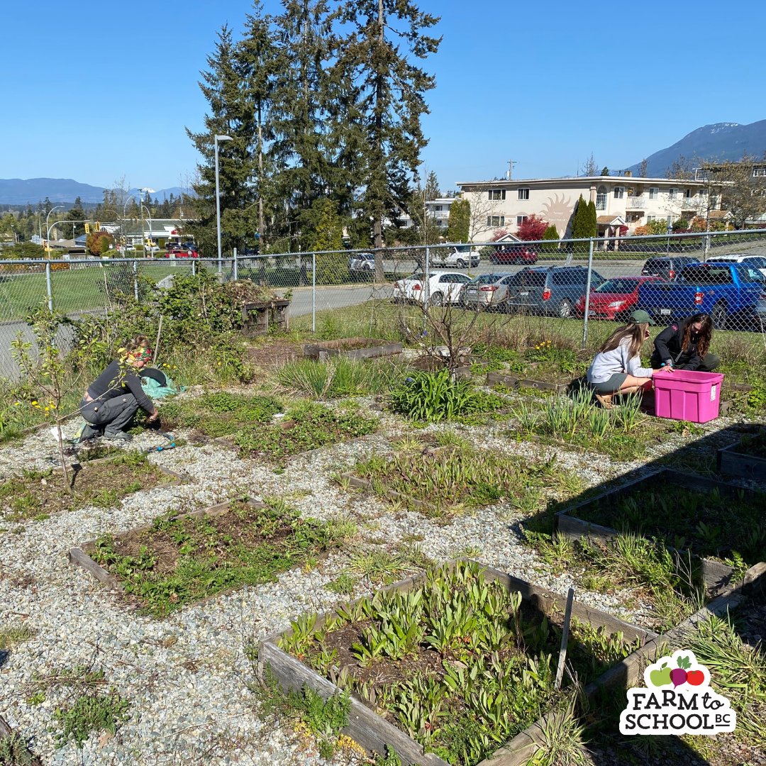 #StoriesfromtheField SD70 Teachers got their hands dirty while participating in a tour and work bee in three school gardens throughout the day. F2SBC teamed up with Alberni Clayoquot Regional District and Alberni Valley Food Security Society to host this Pro-D gathering. 🤝