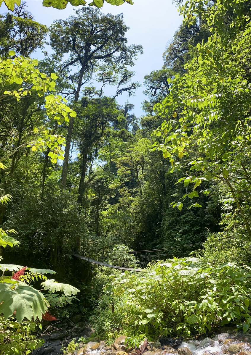 designbyfernand's tweet photo. Recap of my trip in Monteverde, Costa Rica 🇨🇷 https://t.co/VrMjzlCKtI