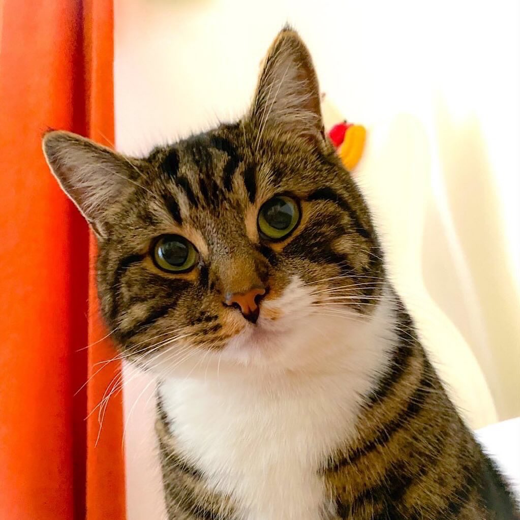 Gail Myerscough tweet media