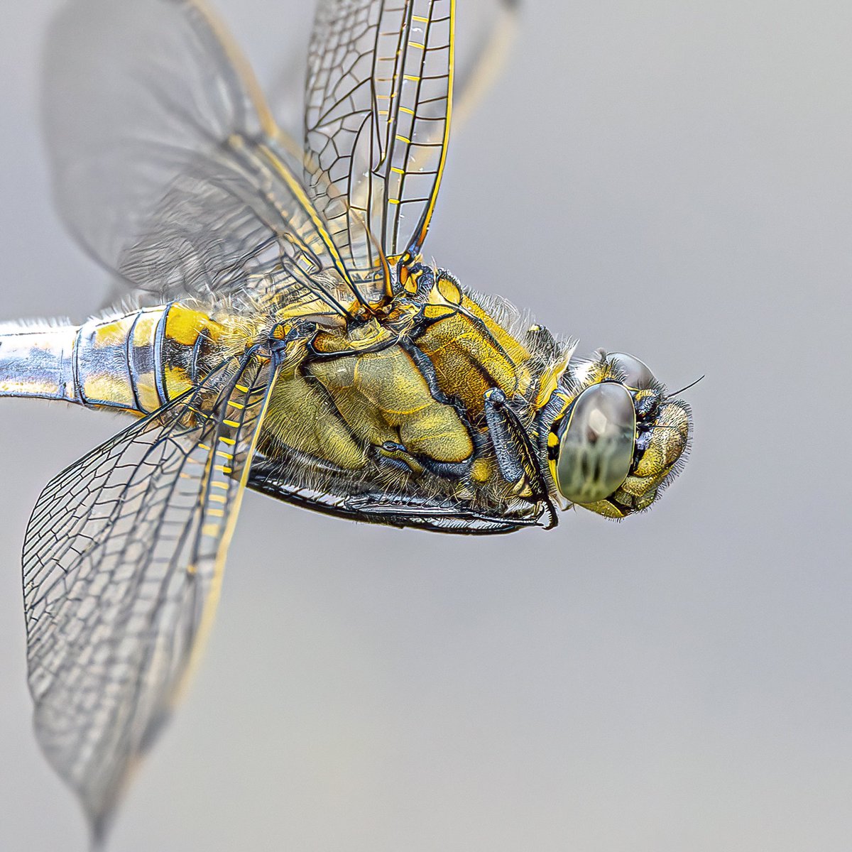 macro_action's tweet photo. Enter the dragon-fly https://t.co/2KoNFqizNs