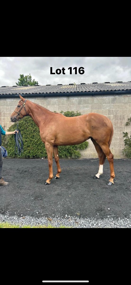 Sammymurphy777's tweet photo. 3 lots selling @Tattersalls_ie on Thursday https://t.co/zzJPdgfWD4
