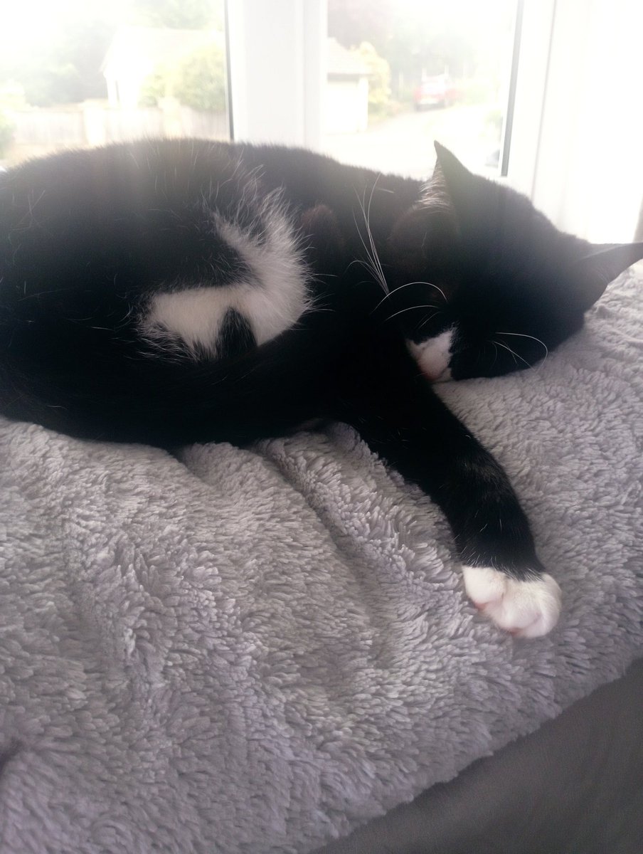GeorginaFloyd_'s tweet photo. The daughter does not want photos taken anymore, luckily the cat is still willing to do cute poses for me. https://t.co/R9khVgtWir