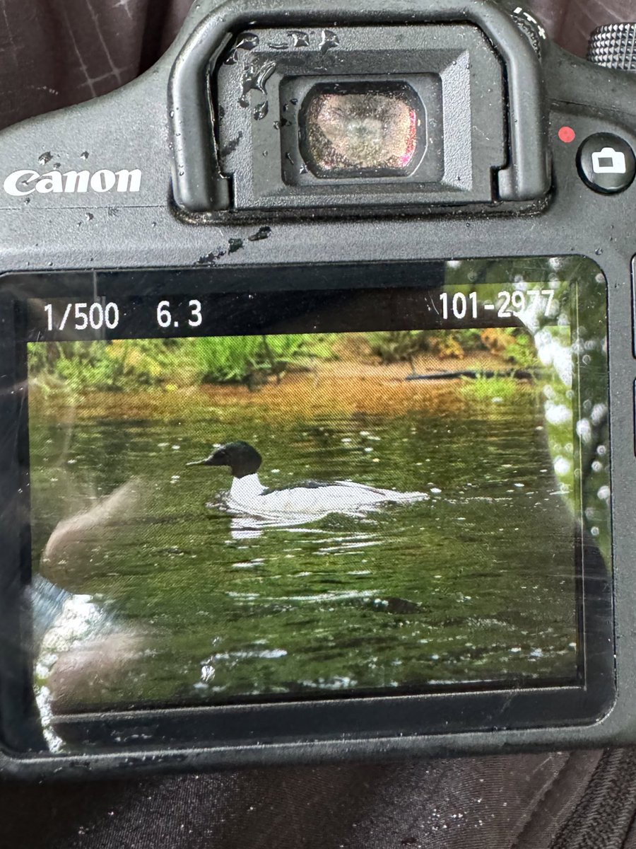 birdsgraph's tweet photo. Common Merganser / male
Büyük tarakdiş erkek birey. 
#merganser #hangitür #birds #devon #darthmoor #tarakdiş https://t.co/Pshb11hqRR