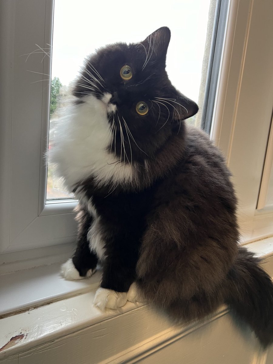 Tobasmuss's tweet image. Trying out a new cuteness experiment.