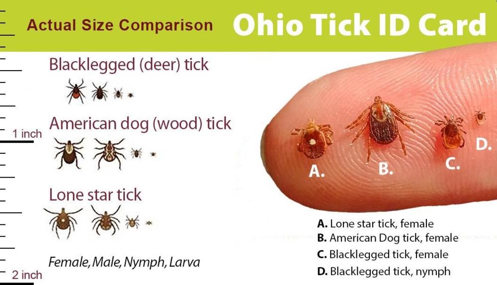 It's that time of year! Learn more about ticks and tickborne diseases here: odh.ohio.gov/know-our-progr… #GCPH