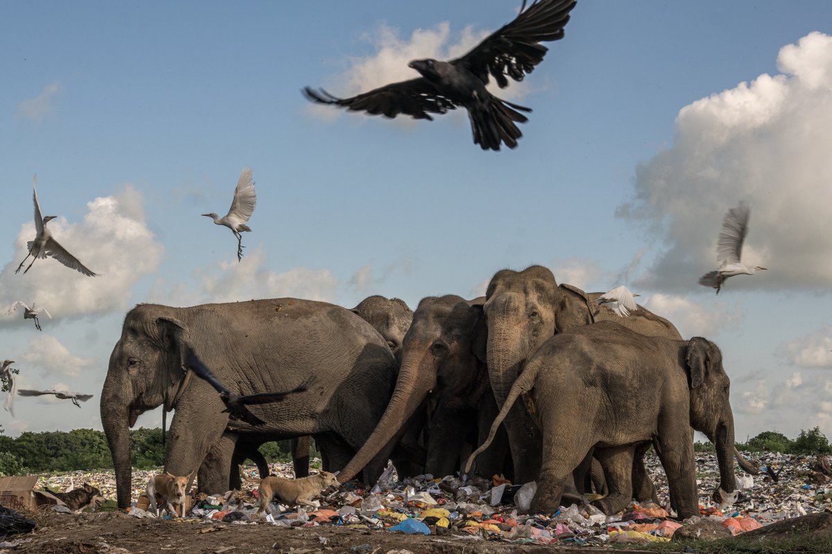 See powerful photos showing the effects of plastic pollution. These are images taken by photographers who entered the Earth Photo contest to tell compelling stories about the planet.  Check out the photos: ow.ly/anrj50RYH7z #NationalPhotographyMonth