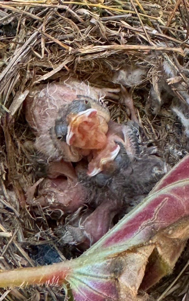 Meet the baby Sparrows.
😍