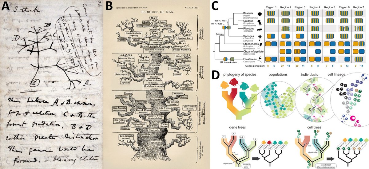 The #phylogenetic tree has been a core conceptual tool for #EvolutionaryBiology for nearly 200 years. @RoliRoberts explores the role of the tree as a metaphor, discussing two new #PLOSBiology Essays (by @jlsteenwyk & @caseywdunn) that look to the future plos.io/3VjDSU8