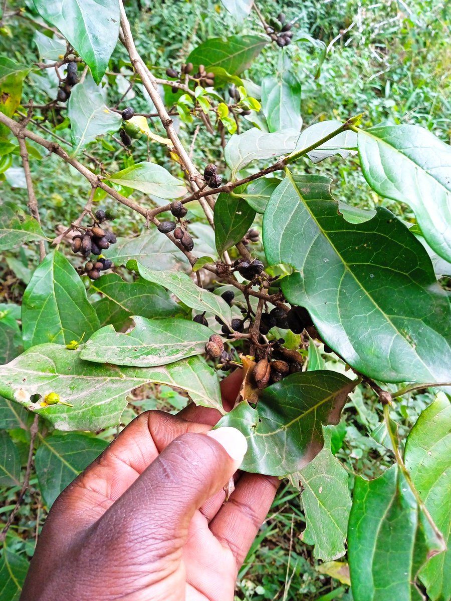 monariochwangi's tweet photo. Afrocanthium keniense is a species very close to our hearts at @MazingiraHub. 

It's endemic to generally the Nairobi area (very limited distribution) and now vulnerable to extinction due to habitat loss according to data by @bgci and @IUCNRedList 

#Biodiversity #IndigenousTrees https://t.co/uPURQPUvnc