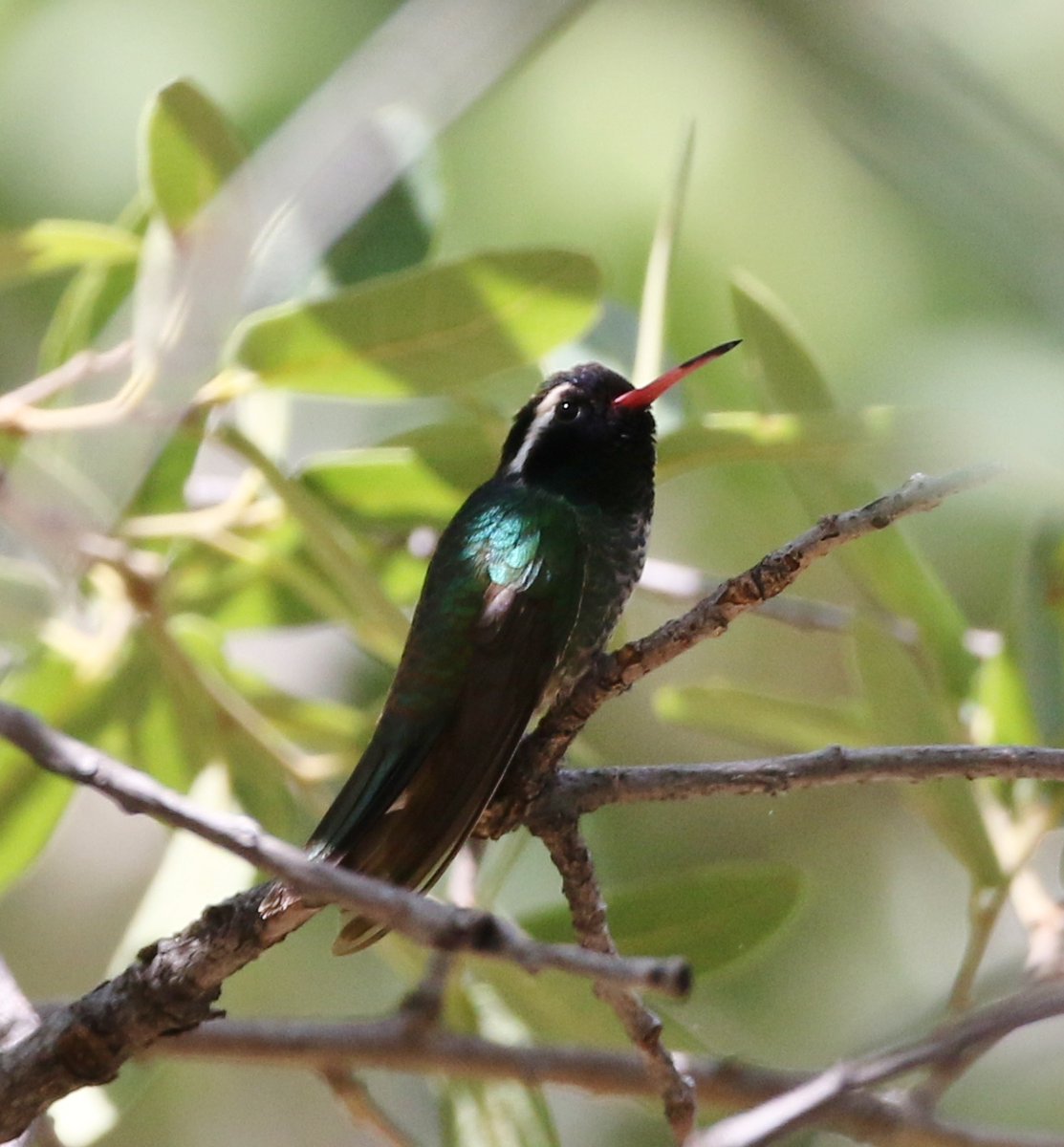 What would you name this hummingbird if it didn't already have a name? We like 'George'. The real common name of this bird is white-eared hummingbird, for the distinctive white stripe behind its eye. Photo: Tom Benson, CC BY-NC-ND flic.kr/p/28N9icK