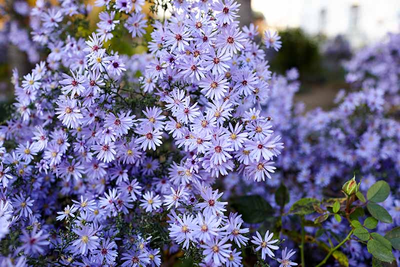 7 Tips for Pruning Perennial Asters - If you love the colors of perennial asters, but not their wild appearance, read on for 7 top pruning tips to keep them looking orderly, now on Gardener's Path. gardenerspath.com/plants/flowers… #asters #flowergarden