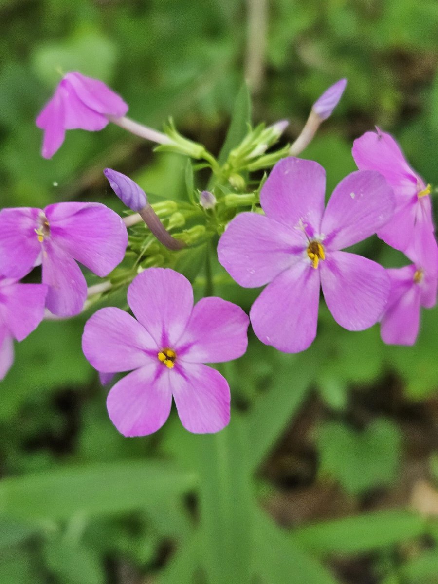 Wild Phlox on the edge of the woods. allforgardening.com/872238/wild-ph… #BotanicalPorn