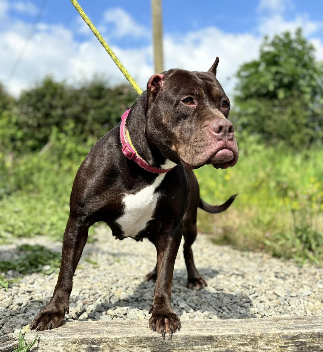 WWPdogs's tweet photo. Bubbles has had no suitable interest which upsets us. she can't help the way she looks, her ears have been mutilated - she's an easy going, relaxed dog who just wants a lap to sit on! She is NOT an XL bully.
https://t.co/JgY0T4rEao https://t.co/54Qr2tMplH