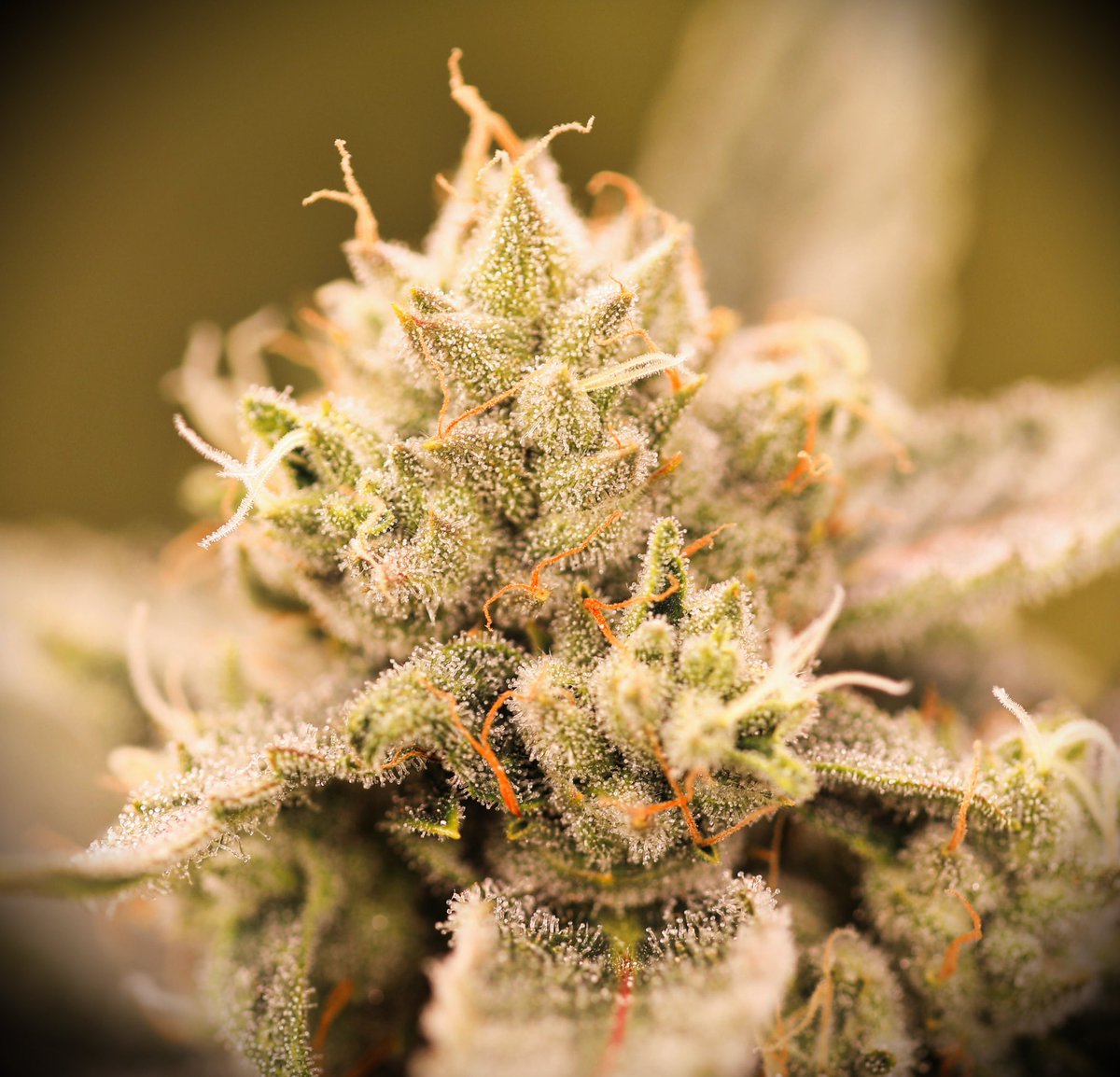 Lemon Pie Auto by <a href="/420fastbuds/">MyFastBuds</a>