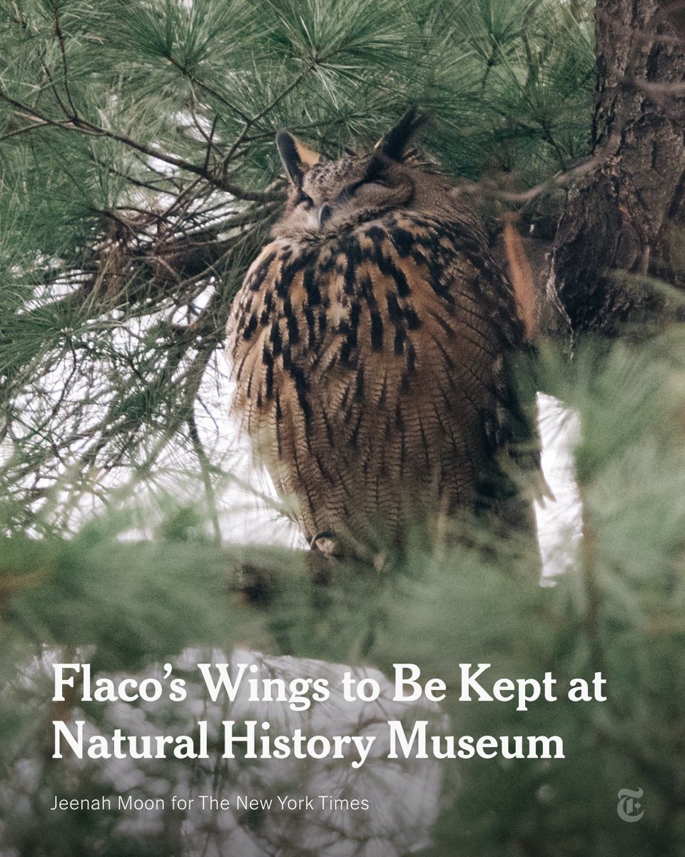 Partial remains of Flaco, the owl whose escape from the Central Park Zoo captivated New York City before his death in February, will be kept at the American Museum of Natural History, near where he spent most of his life, zoo officials said on Tuesday. nyti.ms/3V2UI8q