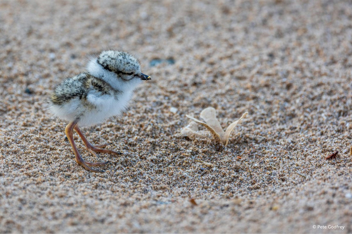 Ringed Plover chicks are just silly-cute. @BBCSpringwatch #Springwatch
