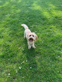millypod1's tweet photo. 🆘28 MAY 2024 #Lost RUBY #ScanMe #Tagged
Apricot Cockerpoo Female
Prince's Coverts #A244 #Oxshott #Surrey #KT22 https://t.co/4fZ4vRHKO1 https://t.co/hwsn0OTBc9