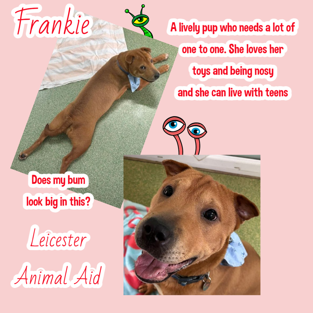 #rehomehour 10mo SharPei cross FRANKIE can be a little worried at first when meeting new people, but her puppy side soon comes out & she is the bundle of fun that LAA have fallen in love with! Frankie loves to play with her squeakies, run around, & have cuddles like any cheeky