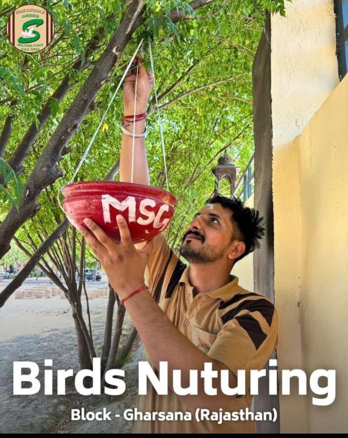 Just a handful of grains and a little water goes  long way in satisfying the hunger and thirst of these birds.
Baba #RamRahim ji taught us all to take care of #small_birds,lakhs of Guruji's followers do this noble work every morning and get immense happiness from their Satguru ji