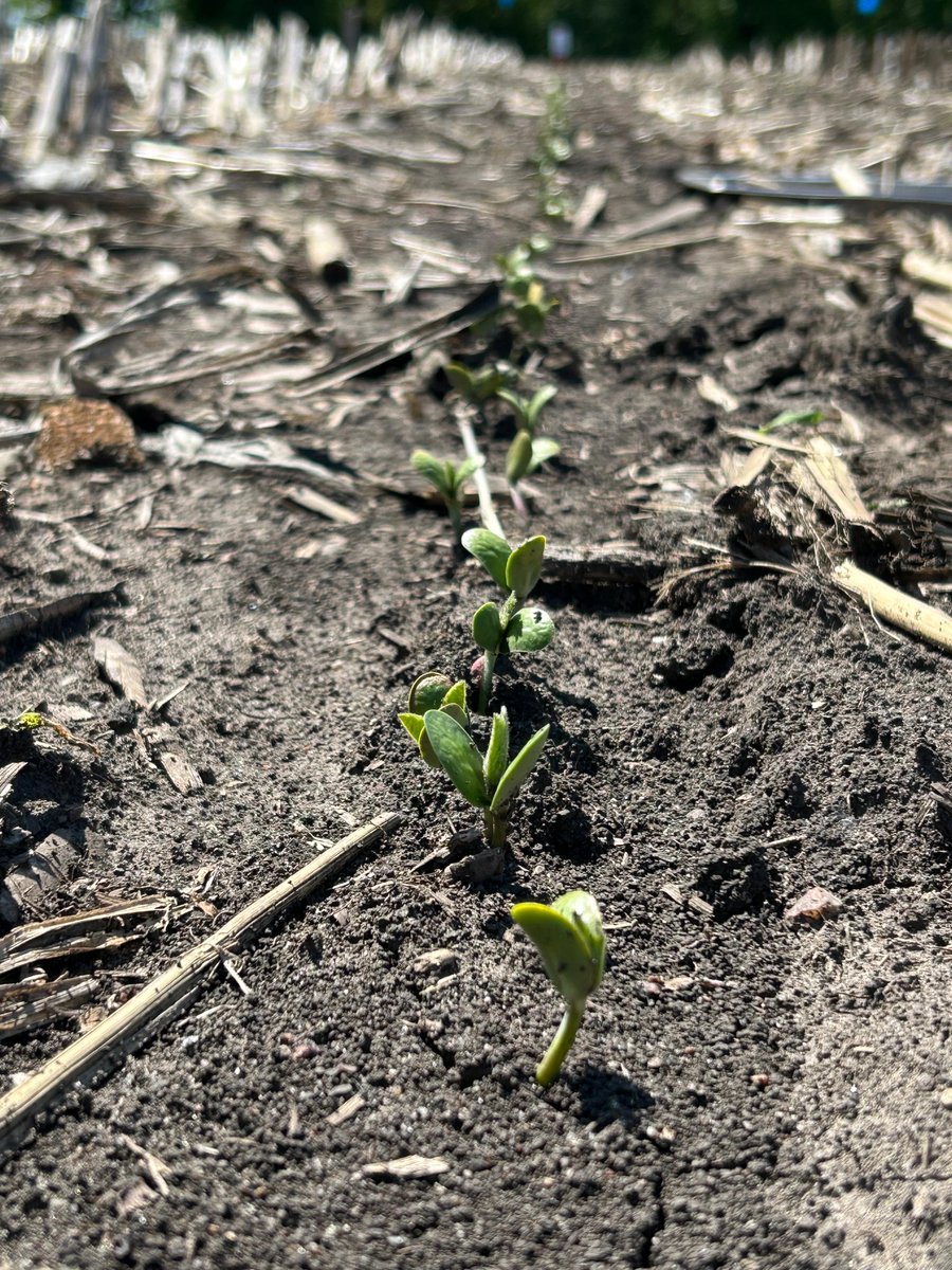Seedling emergence from <a href="/naevelab/">Naeve Lab</a>